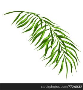 Stylized illustration of palm branch. Image for design and decoration. Object or icon in hand drawn style.. Stylized illustration of palm branch. Image for design or decoration.
