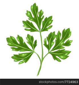 Stylized illustration of parsley. Image for design and decoration. Object or icon in hand drawn style.. Stylized illustration of parsley. Image for design or decoration.