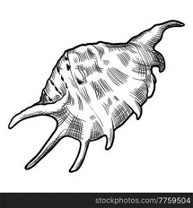 Stylized illustration of shell. Marine fauna and wildlife. Stylized icon.. Stylized illustration of shell. Marine fauna and wildlife.