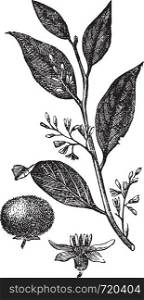 Styrax Benzoin or gum benjamin tree or loban or kemenyan or onycha or Sumatra benzoin tree, vintage engraved illustration. Trousset encyclopedia (1886 - 1891).