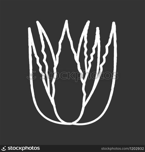 Succulent sprouts chalk white icon on black background. Growing aloe vera. Cactus leafs and medicinal herb. Decorative plant. Ingredient for vegan cosmetic. Isolated vector chalkboard illustration