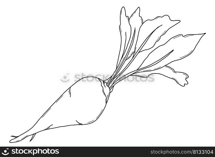 Sugar beet Beetroot with leaves. Harvest. Vector illustration. Linear hand drawing, outline