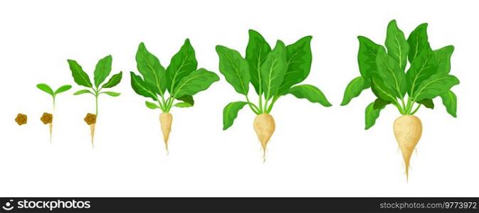 Sugar beet grow stages. Agriculture seed growth timeline, plant germination and development plant progress. Farm sugar beet seedling evolving stages with seed and sweet root harvest. Sugar beet grow, vegetable germination stages
