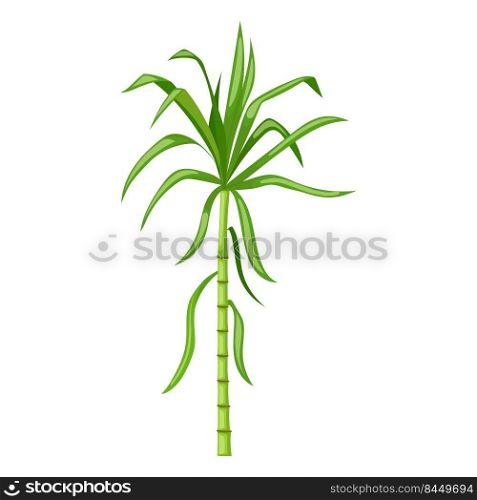 sugar cane cartoon. plant sugarcane, leaf plantation, green raw, field sugar cane vector illustration. sugar cane cartoon vector illustration
