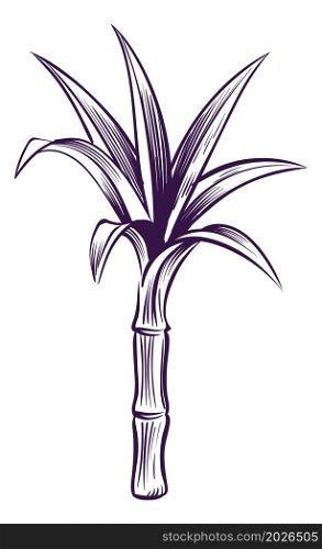 Sugar cane sketch. Hand drawn plant in engraving style isolated on white background. Sugar cane sketch. Hand drawn plant in engraving style