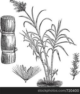 Sugar Cane, vintage engraved illustration. Trousset encyclopedia (1886 - 1891).