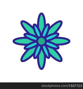 summer chrysanthemum icon vector. summer chrysanthemum sign. color isolated symbol illustration. summer chrysanthemum icon vector outline illustration