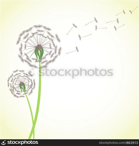 Summer dandelion with wind blowing flying seeds isolated on white background. Blossom flower fluffy plant stock vector illustration