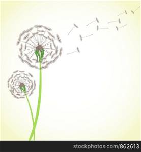 Summer dandelion with wind blowing flying seeds isolated on white background. Blossom flower fluffy plant stock vector illustration