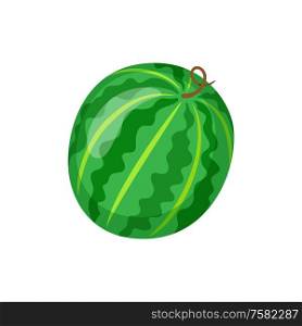 Summer exotic fruit of round shape vector. Watermelon with sweet taste, tropical meal isolated icon in flat style. Snack eating, lush berry ingredient. Watermelon Fruit Rounded Shape, Juicy Berry