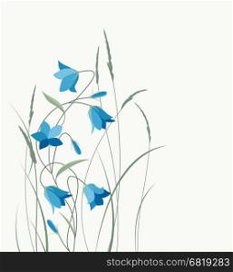 Summer flower campanula. Vector illustration blue bell-shaped flowers in the grass. Summer flowers Campanula