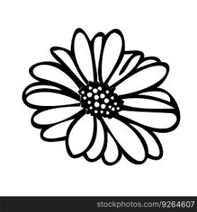 Summer flower daisy for invite.Summer plant daisy, chamomile. Vector elements for background, logo, tattoo. Daisy floral elements line art hand drawn botanical elements, summer meadow flower