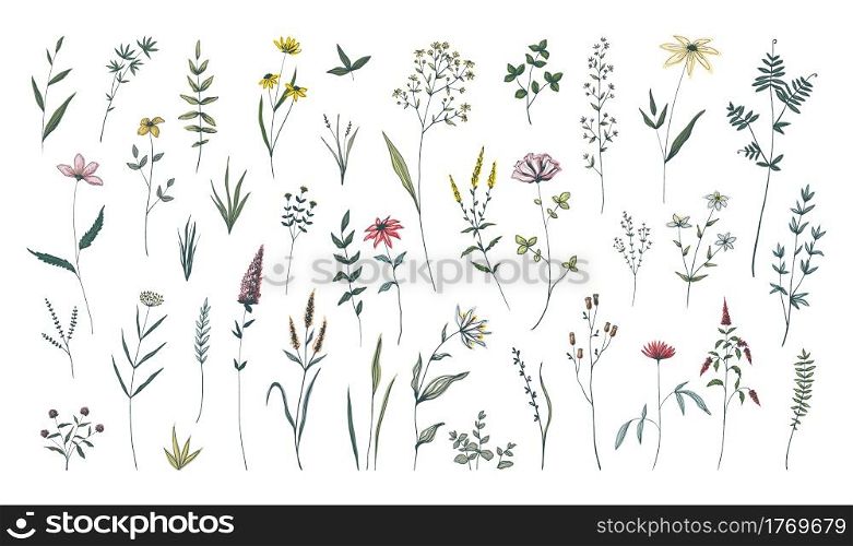Summer flowers. Hand drawn field blooming herbs. Green stems with leaves and blossoms. Decorative floral elegant elements set. Botanical herbarium. Cute spring plants sketch. Vector wild meadow flora. Summer flowers. Hand drawn field blooming herbs. Green stems with leaves and blossoms. Decorative floral elements set. Botanical herbarium. Cute spring plants. Vector wild meadow flora