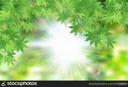 Summer fresh leaf green leaves with sun rays