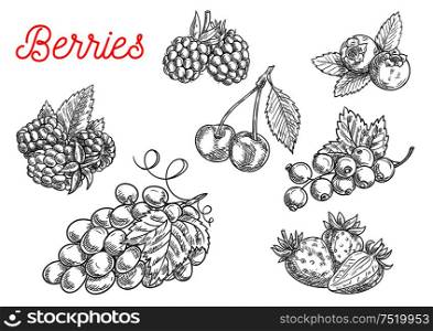 Summer fruit and berry sketch. Fresh raspberry, strawberry, grape, cherry, blackberry, currant and blueberry fruits with leaves for food and agriculture design. Summer fruit and berry sketch for food design