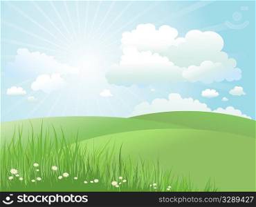 Summer landscape with daisies in grass