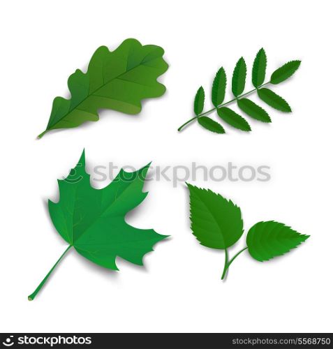 Summer leaves set oak, maple, ash and birch vector illustration