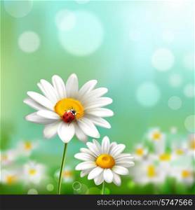 Summer meadow background with realistic daisy flower and ladybug vector illustration