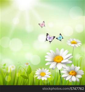 Summer meadow background with white daisy flowers and butterflies vector illustration