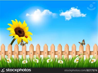 Summer nature background with sunflower and wooden fence . Vector
