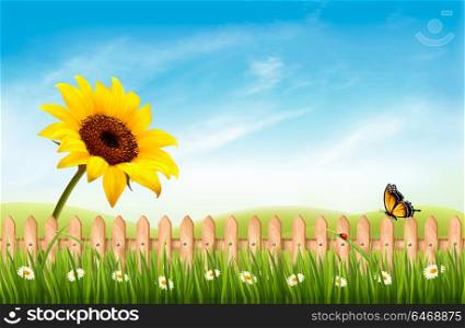 Summer nature landscape background with sunflower and blue sky. Vector.