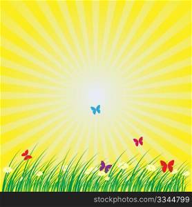 Summer - Spring Nature Background: Grass, Butterflies, Daisy Flowers on Yellow Background