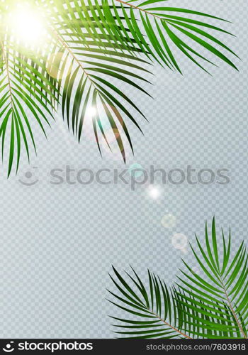 Summer Time Palm Leaf with sunbeam on Transparent Vector Background Illustration EPS10. Summer Time Palm Leaf with sunbeam on Transparent Vector Background Illustration