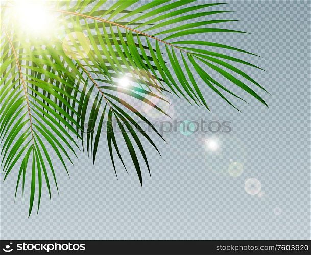 Summer Time Palm Leaf with sunbeam on Transparent Vector Background Illustration EPS10. Summer Time Palm Leaf with sunbeam on Transparent Vector Background Illustration