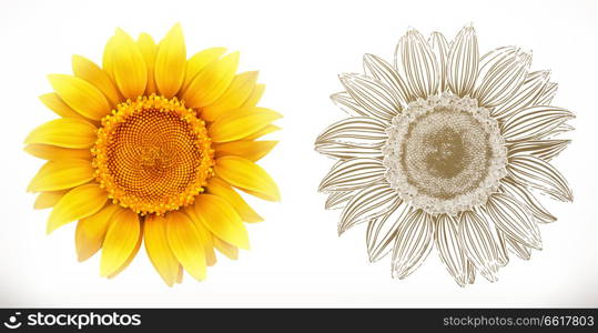Sunflower. 3d realism and engraving styles. Vector illustration