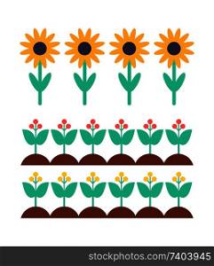 Sunflower and berry bush on garden bed vector set. Field of plants, farming and healthy food, concept for organic products, agricultural emblems.. Sunflower and Berry Bush on Garden Bed Vector Set