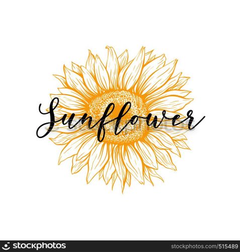 Sunflower blossom sketch vector illustration. Blooming flower with calligraphic lettering. Helianthus yellow outline drawing. Floral, botanical isolated clipart. Agriculture logotype design idea. Sunflower blossom hand drawn vector illustration