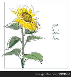 Sunflower card illustration, one element composition with simple frame over white