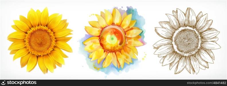 Sunflower, different styles, vector drawing, icon set