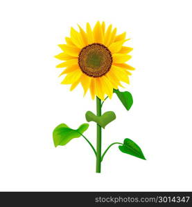 Sunflower flower or Helianthus isolated with stem and leaves on white background. Sunflower or Helianthus with stem and leaves isolated on white background. Food and Herbal medicine plant for cooking, culinary, oil-bearing-crop, healthcare, cosmetics, biofuel, label, decoration