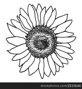 Sunflower flower sketch. Doodle sunflower silhouette. Simple hand drawing of a flower. Black outline. Vector illustration.