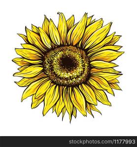 Sunflower hand drawn vector illustration. Beautiful yellow flower bud, blooming wildflower. Agriculture, summer nature cartoon symbol. Farm plant, helianthus blossom realistic freehand drawing. Sunflower close up hand drawn vector illustration
