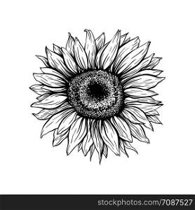 Sunflower hand drawn vector illustration. Blooming flower closeup ink pen sketch. Blossom outline black and white drawing. Helianthus isolated clipart. Floral, botanical engraving design element. Sunflower black blooming hand drawn illustration