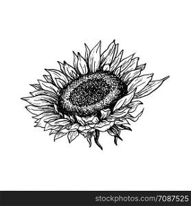 Sunflower hand drawn vector illustration. Floral ink pen sketch. Black and white clipart. Realistic wildflower freehand drawing. Isolated monochrome floral design element. Sketched outline. Sunflower hand drawn ink pen illustration