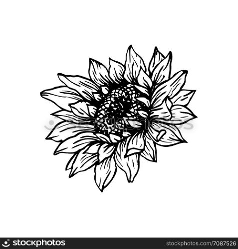 Sunflower hand drawn vector illustration. Floral ink pen sketch. Black and white clipart. Realistic wildflower freehand drawing. Isolated monochrome floral design element. Sketched outline. Sunflower hand drawn ink pen illustration