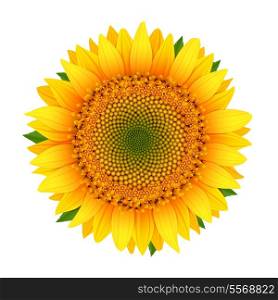 Sunflower icon isolated on white vector illustration