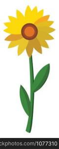 Sunflower, illustration, vector on white background.
