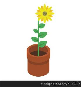 Sunflower in pot icon. Isometric of sunflower in pot vector icon for web design isolated on white background. Sunflower in pot icon, isometric style