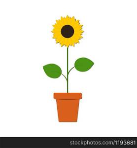 Sunflower in the pot isolated on the white background. Sunflower in the pot isolated on the white