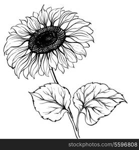 Sunflower isolated over white background. Vector illustration.