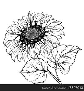 Sunflower isolated over white background. . Vector illustration.