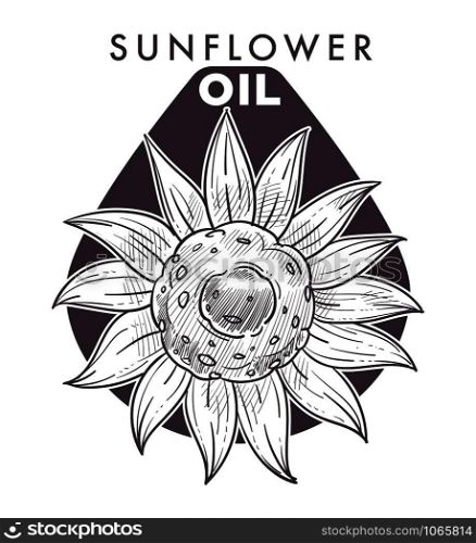Sunflower oil, plant and text monochrome sketch outline vector. Natural agricultural ingredient, flower with petals and seeds, food seasoning ingredient and condiment. Helianthus blooming farm. Sunflower oil, plant and text monochrome sketch outline