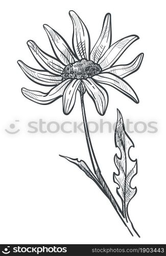 Sunflower or chamomile flower colorless drawing. Flora with wide petals, stem and leaves. Vegetation of spring or summer, seasonal plant composition monochrome sketch outline. Vector in flat style. Chamomile flower monochrome sketch outline vector