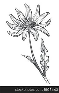 Sunflower or chamomile flower colorless drawing. Flora with wide petals, stem and leaves. Vegetation of spring or summer, seasonal plant composition monochrome sketch outline. Vector in flat style. Chamomile flower monochrome sketch outline vector