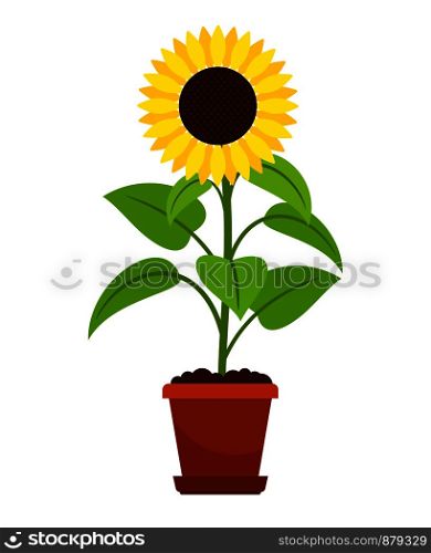 Sunflower plant in flower pot icon on white background. Vector illustration. Sunflower plant in flower pot