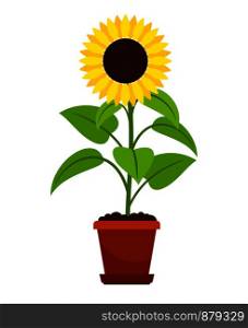 Sunflower plant in flower pot icon on white background. Vector illustration. Sunflower plant in flower pot